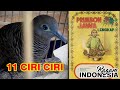 11 Ciri Perkutut yang tidak boleh dipelihara menurut primbon jawa #ragamindoneisa #perkututbertuah