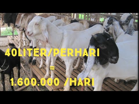 Video: Cara Budidaya Susu Kambing