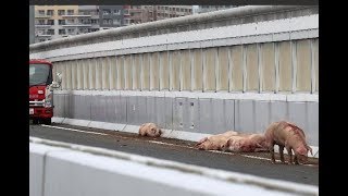 阪神高速上にブタ約20頭逃げ出す