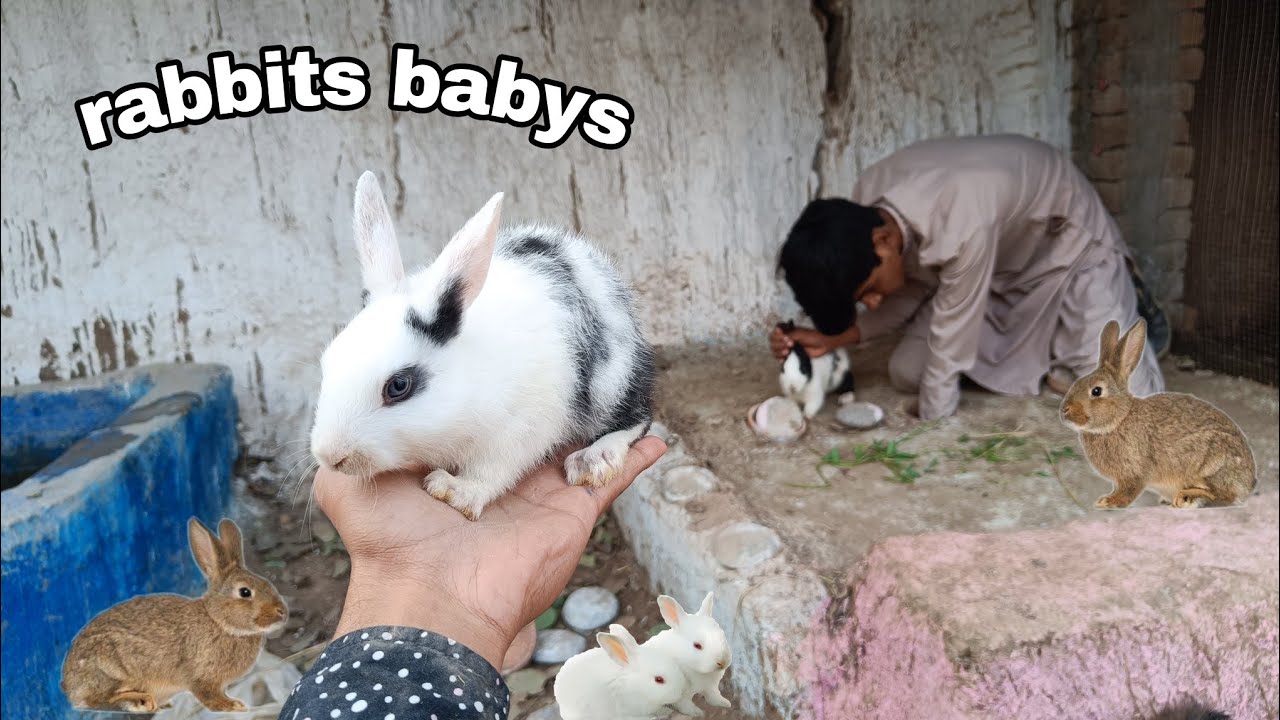 Rabbit baby pakar lea / Rabbit ka baby aa gaya - YouTube