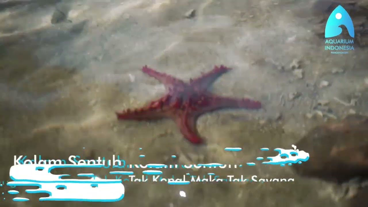 Yuk Berkunjung ke Aquarium indonesia Pangandaran