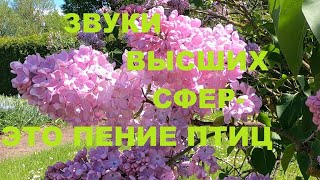 Красивое Пение Лесных Птиц-Это Звуки Высших Сфер,Звуки Гармонии,Здоровья И Радости.успокаивают Нервы