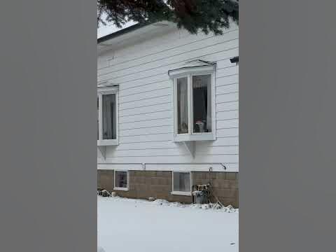 Огромная елка, которую никто не украшает - YouTube