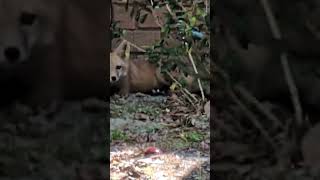 Spied a Fox