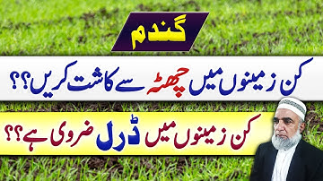 Best sowing method for wheat crop || Chatta Vs Drill || Crop Reformer