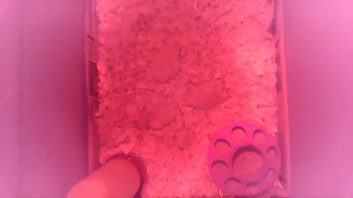 Mves Chick Cam