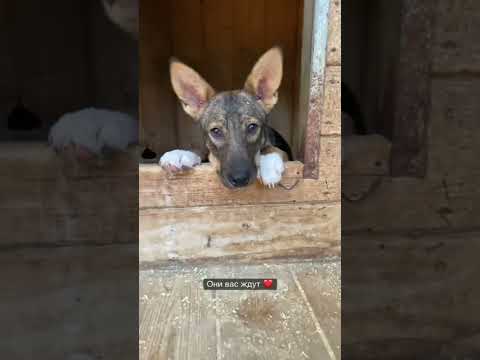 Собаки из приюта Щербинка всегда ждут вас. Подарите ем счастье! #shorts #mospriut