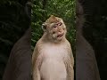 #Shorts Monkey screame  #shuffle #music #sorts #shuffledance #memes #dancer #mermaid #remix