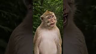 #Shorts Monkey screame #shuffle #music #sorts #shuffledance #memes #dancer #mermaid #remix
