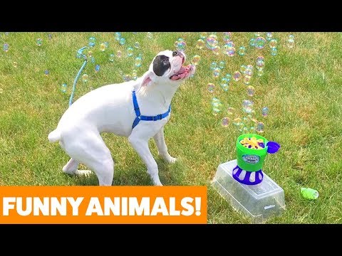 Funniest Pets & Animals of the Week | Funny Pet Videos