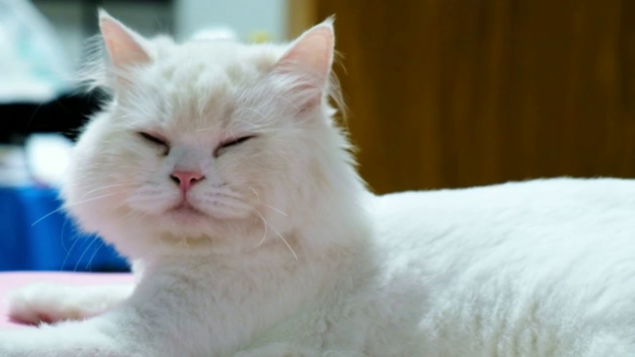 CATS LOVE TO CLEAN THEMSELVES! 💦 CUTE CATS CLEANING CATS SLEEPING 🐈🐈🐈