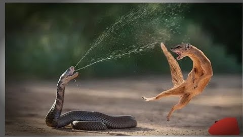 Amazing Snake Python King Cobra Big Battle In The Desert Mongoos