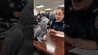 Sorry You Expired! #talkingparrot  #comedy  #funnyreelsshorts  #petlovers  #smartpets #shorts