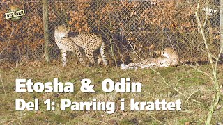 Etosha Odin - Del 1 Parring I Krattet