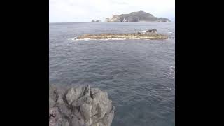 五島列島 平島のヘタ黒　#Shorts