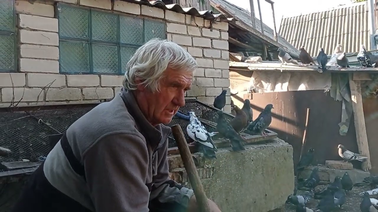 Миколаївські голуби - с Зеленівка. (2024р)Леміщук.А.Ф.(покійний ).