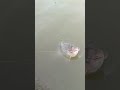 🐠#fish 🐠#real#viralvideo #fishing #2मुखी #fishcutting #vlog #facts #villagelife #youtubetimeline