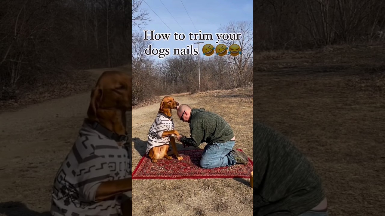 The Do's and Don'ts of Trimming Your Dog's Nails. 