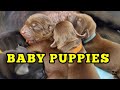 Caring For Our Baby Labrador Puppies During First Days Of Life (November 2020)