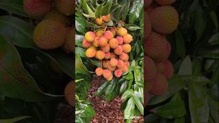 First Fresh Lychees Of The Year