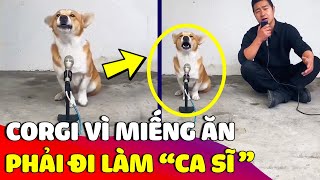 Chỉ vì 'MIẾNG ĂN' mà chú Corgi trở thành 'CA SĨ BẤT ĐẮC DĨ' khiến ai cũng trầm trồ  | Gâu Đần