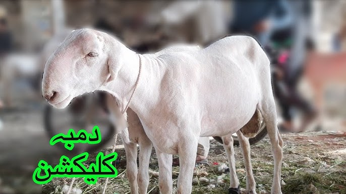 Porno musiqa video tomosha