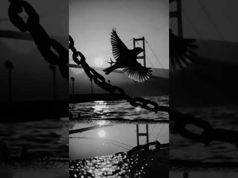 وائل كفوري تبكي الطيور اجمل تصميم