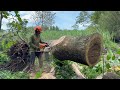 Non-Stop Action! Felling 3 Massive Trees Back-to-Back!