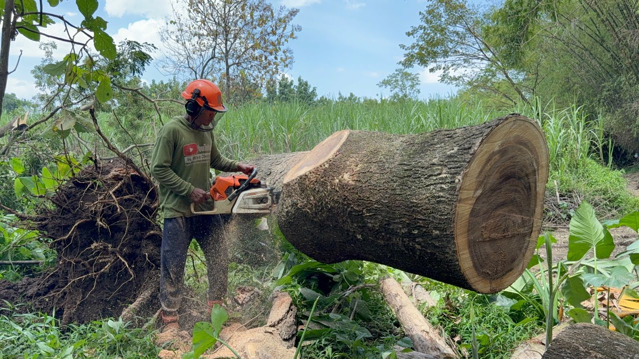 Non-Stop Action! Felling 3 Massive Trees Back-to-Back! - YouTube