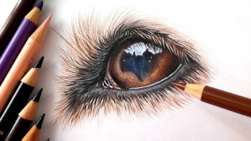 How to draw a dog eye with COLORED PENCIL