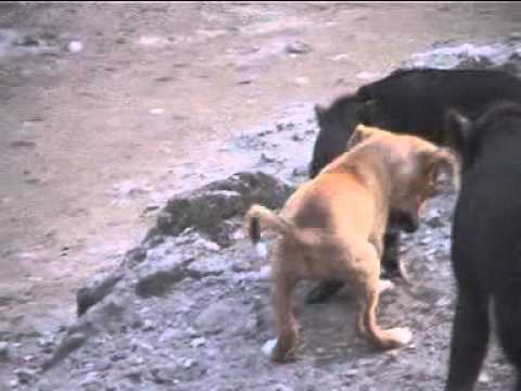 Anjing Cuki Mpg Ck Punk Youtube