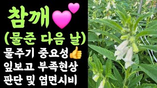 참깨💕 물주기 중요성👍 잎 보고 부족현상 판단 및 엽면시비😃
