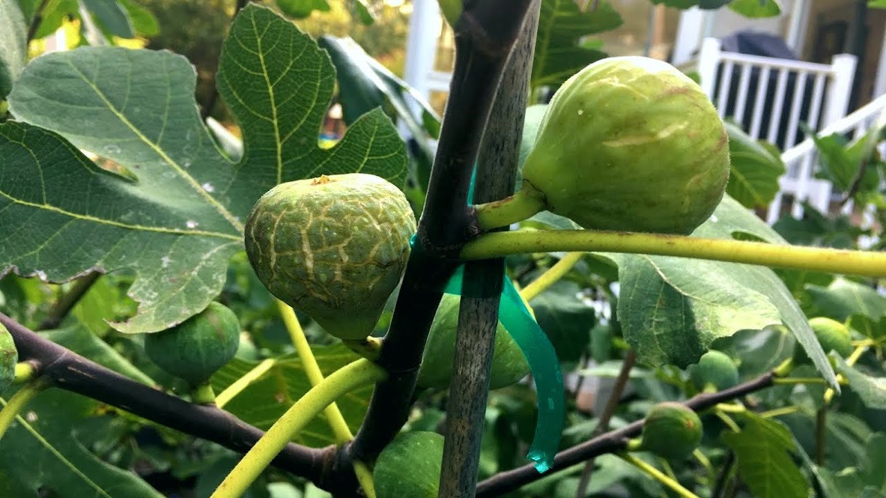 MAIN Crop Figs are HERE YouTube