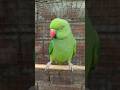 mummy ko bulao Mitthu Green Talking Parrot Short Trending Voice #shortvideo #parrot #youtubeshorts