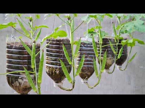 Video: Upside Down Herb – Gumawa ng Baligtad na Hanging Herb Garden
