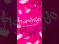 KJ SATOSHI &amp; GM - FLAMINGO 🦩 НА ВСЕХ ЦИФРОВЫХ ПЛОЩАДКАХ 🦄БЕГОМ СЛУШАТЬ #music #flamingo #pop