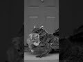 CCTV footage of a cat and an unexpected friend #ai #shorts