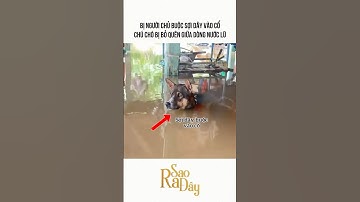 BỊ NGƯỜI CHỦ BUỘC SỢI DÂY VÀO CỔ CHÚ CHÓ BỊ BỎ QUÊN GIỮA DÒNG NƯỚC LŨ