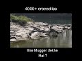 India ka Crocodile Capital? 😱 Chambal Mein 10+ Crocs Ek Sath!