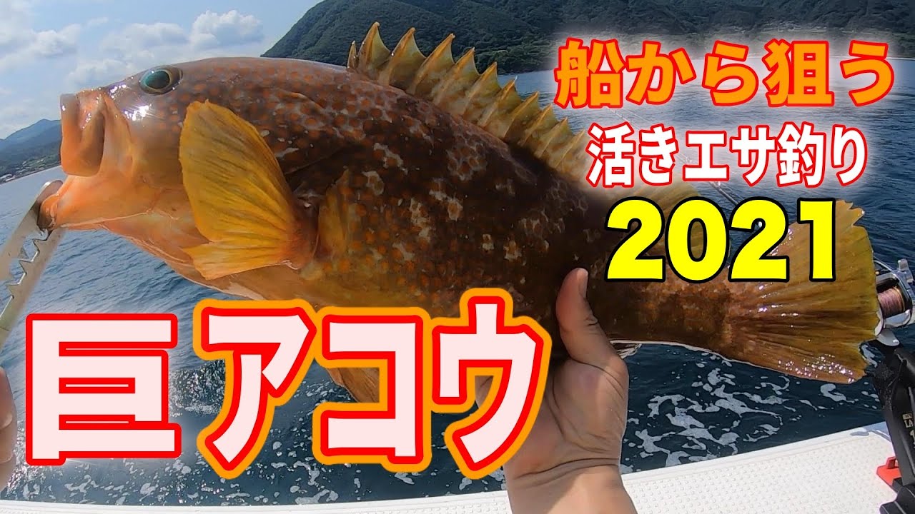 大型アコウ キジハタ 連発 生き餌ノマセ釣りで超高級魚 大型アコウを狙う 21 7 11裕凪丸 アコウ釣りキジハタ釣り Youtube