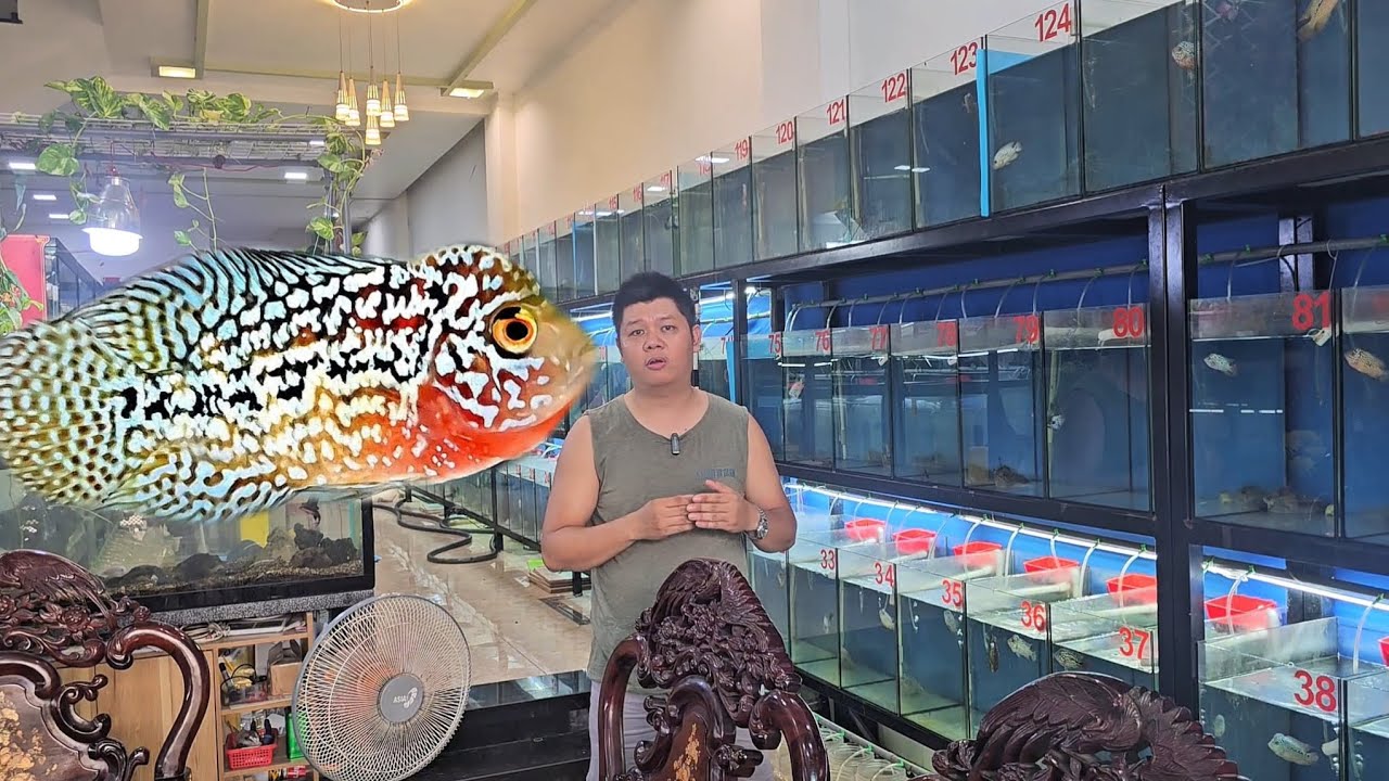 6-6 lên lô cá la hán kamfa f2 nhí rất đẹp với giá rẽ bất ngờ cho anh em đam mê cá la hán dòng kamfa