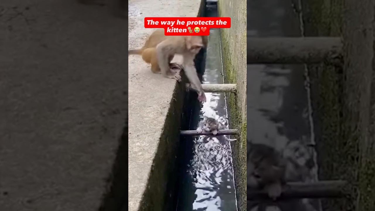 Monkey saves kitten from danger 😳🐒❤️ 