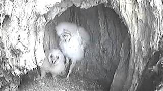 BANDING  5 barn owlets removed, 5 owlets replaced, different reactions  Audubon Starr Ranch Barn