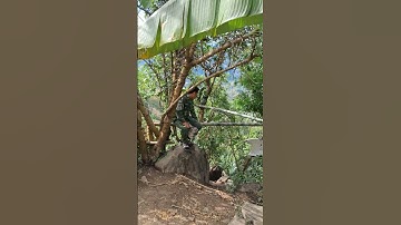 Hlau youtube alo gọi gà kiểu buồn cười nhất 🤣🤣.hu cuab qaib zoo luas heev