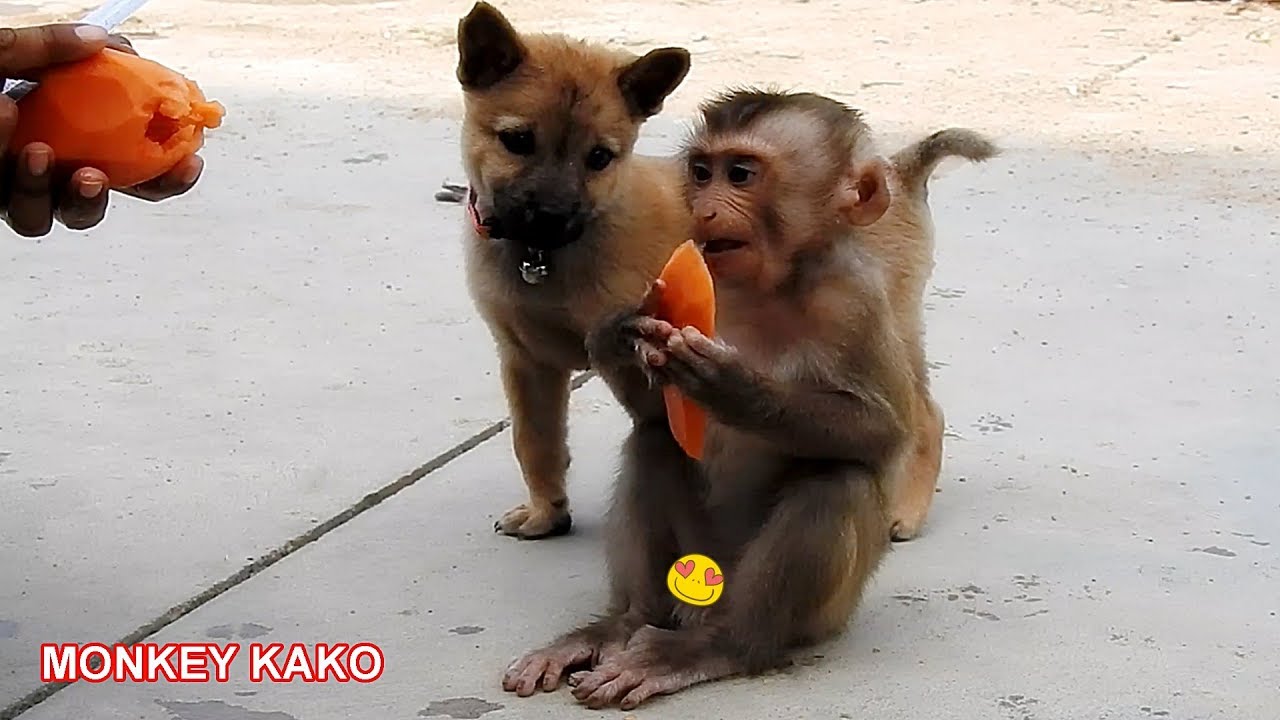 Amazing Monkey!! Puppy MOMO Looking Little Monkey KAKO Eating Sweet Papaya Fruit