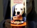 Pets New Year Resolutions. ...I Will Eat Slower #newyear #newyearresolution  #petsatnewyear