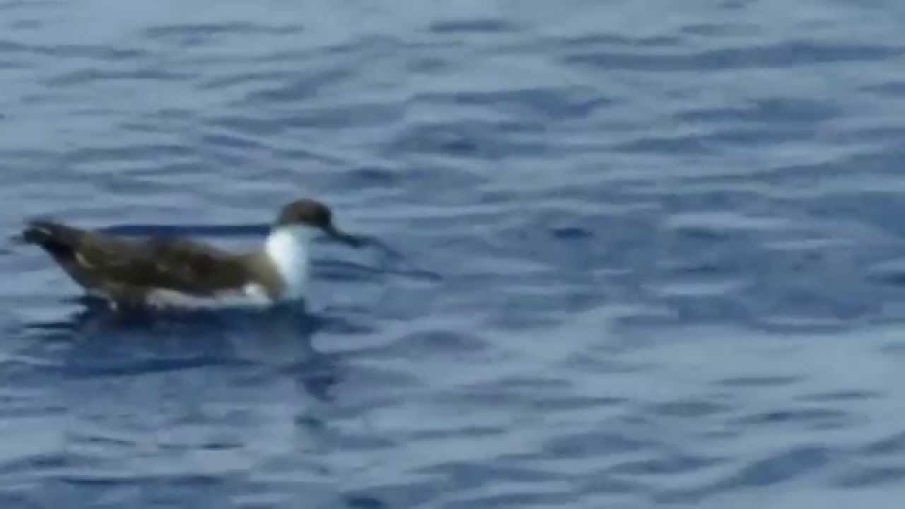 Great Shearwater (Puffinus gravis) Slow Motion Watch as He puts His Head Under Water