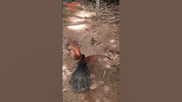 BÌM BỊP ĐẠI CHIẾN RẮN RÁO #рысь #природа #карелия #лиса #funny