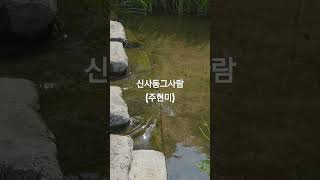 #신사동그사람 #주현미 #트롯트  #10대가수 #80년대인기가수