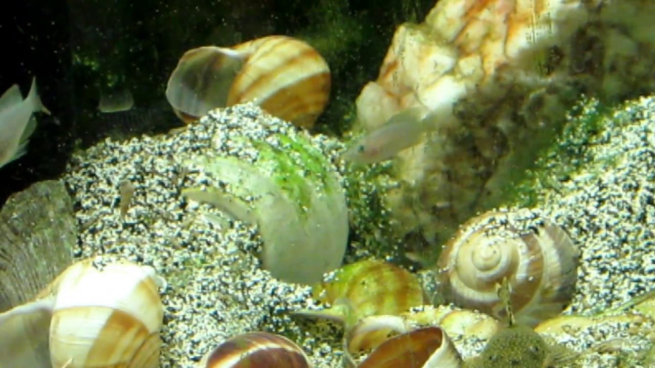 camera iphone 8 plus apk Multi spawns three10 20 2017